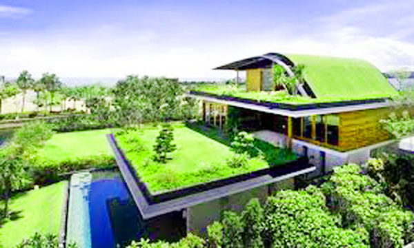 chống nóng bằng cây xanh