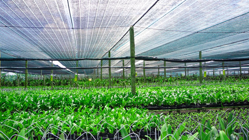 chống nóng bằng lưới đen