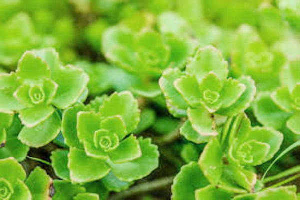 chống nóng bằng cây xanh