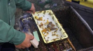 Chống Nóng Cho Ong Mật - Cách Chống Nóng Hiệu Quả Nhất