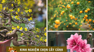 Kinh nghiệm chọn cây cảnh trang trí nhà cửa ngày Tết, đắc lộc cả năm
