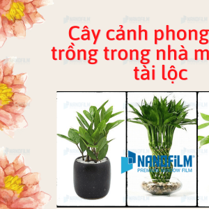 Top 7 cây cảnh phong thủy trồng trong nhà mang lại tài lộc