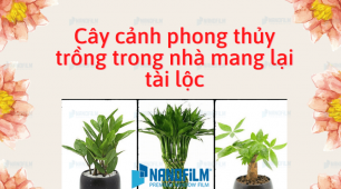 Top 7 cây cảnh phong thủy trồng trong nhà mang lại tài lộc